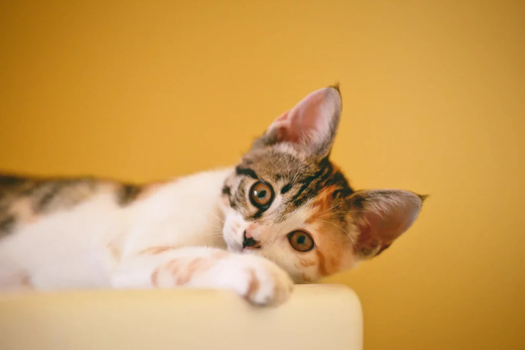 mutuelle chiens chats