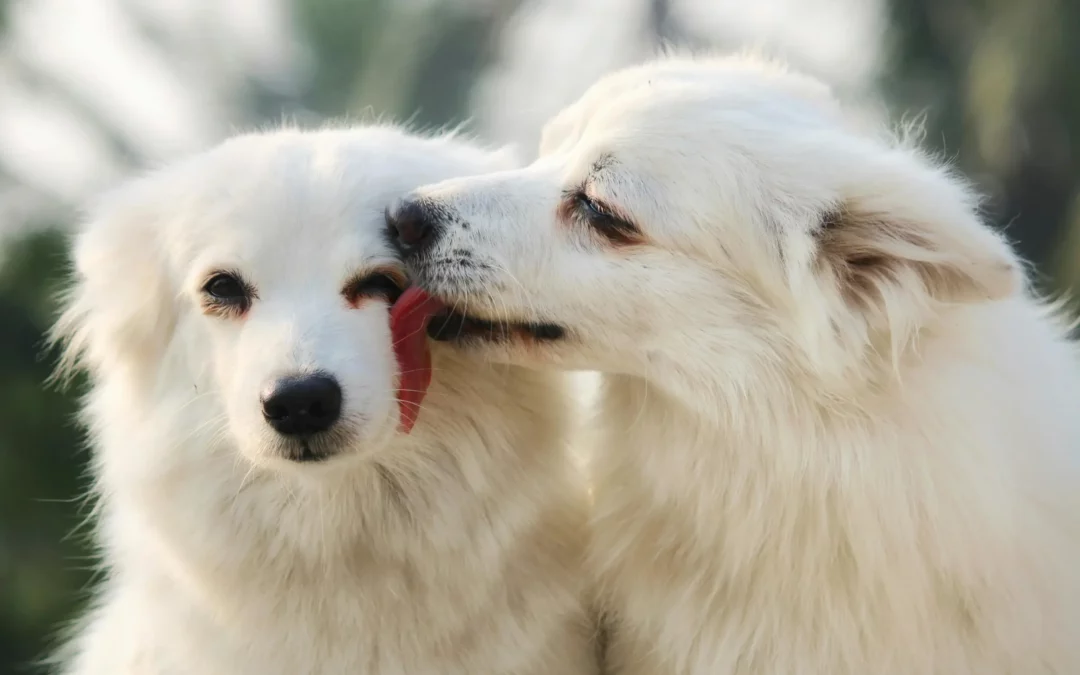 Quelles sont les conditions pour assurer votre animal?