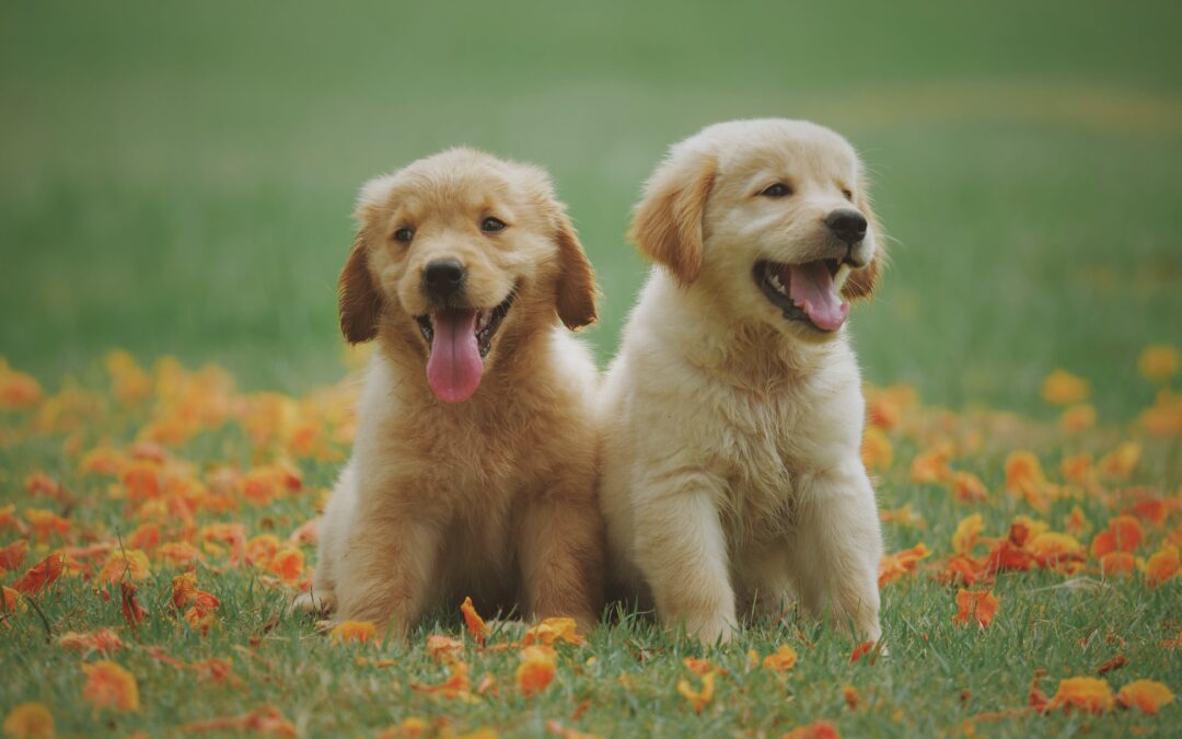 Quelle assurance choisir pour son animal?
