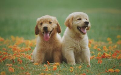 Quelle assurance choisir pour son animal?