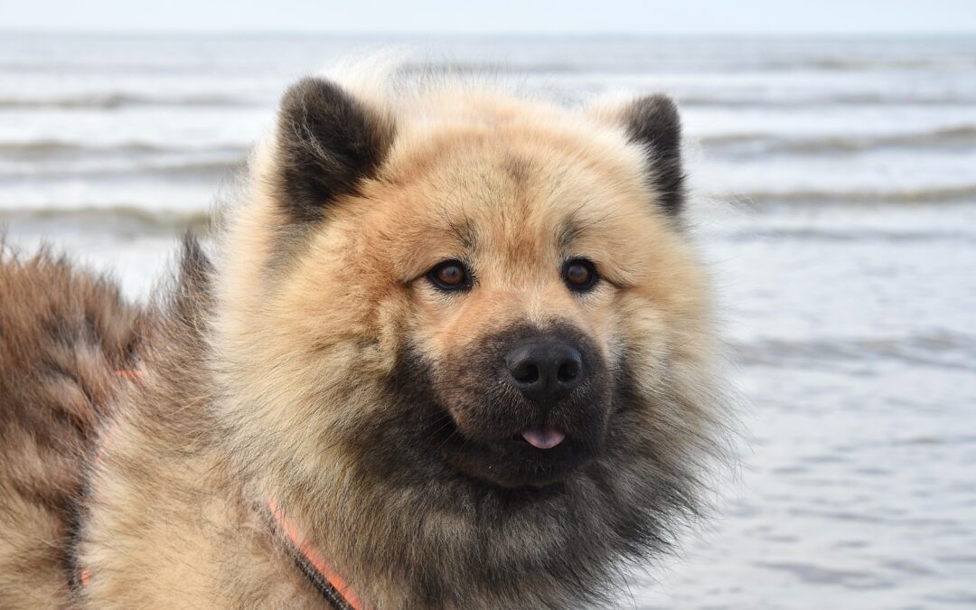 Pourquoi assurer son animal?