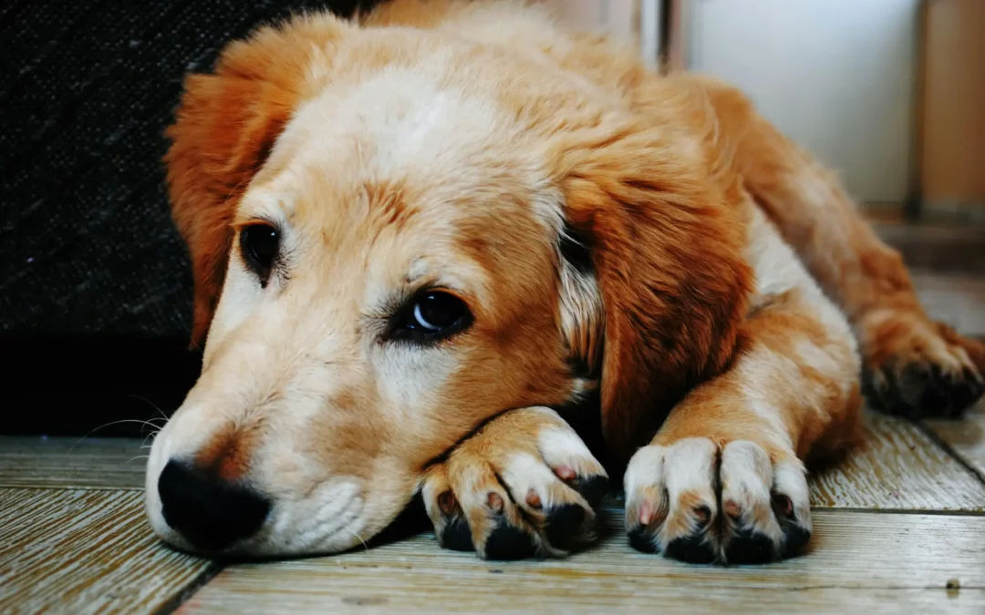 Quels sont les remboursements exclus d’une mutuelle santé chiens et chats?