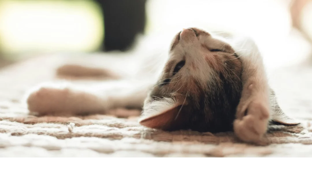 Que couvre votre assurance chiens et chats?