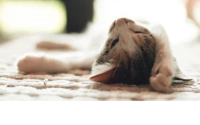 Que couvre votre assurance chiens et chats?
