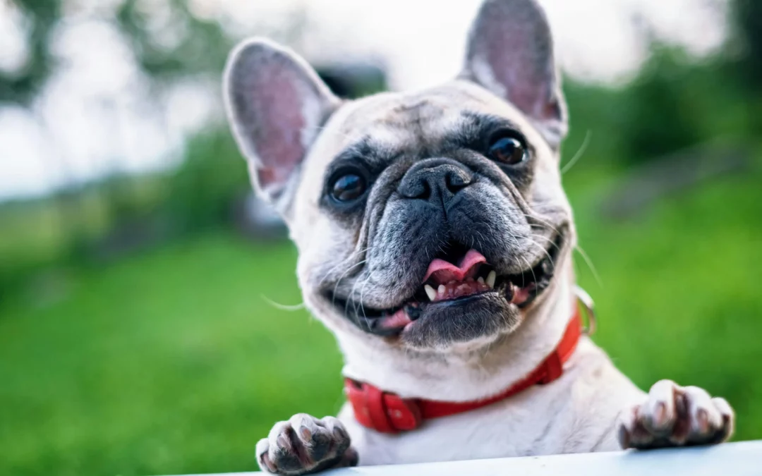 Combien coûte une mutuelle santé chiens et chats?