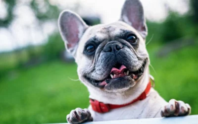 Combien coûte une mutuelle santé chiens et chats?