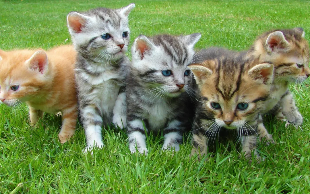 L’identification d’un animal c’est quoi?