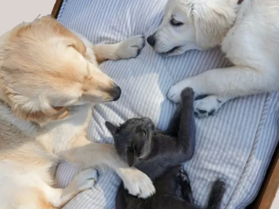 Assurance chiens-chats Assurer son animal